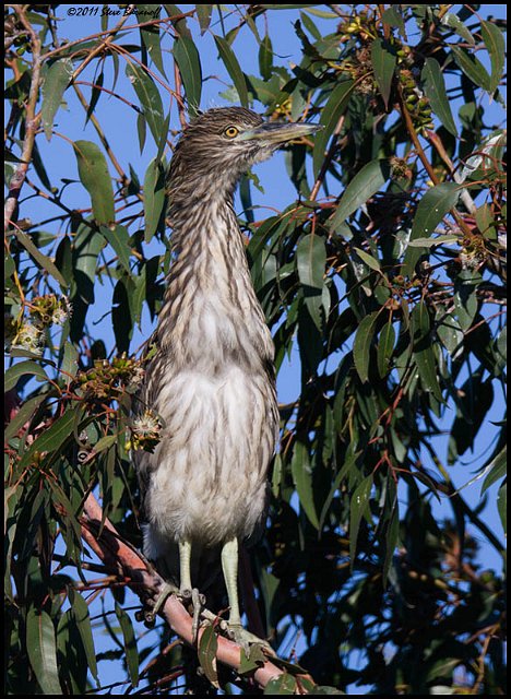 _1SB5320 black-crowned night-heron fledge.jpg